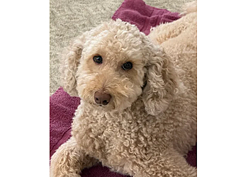 Heads Up For Tails Pet Store & Spa