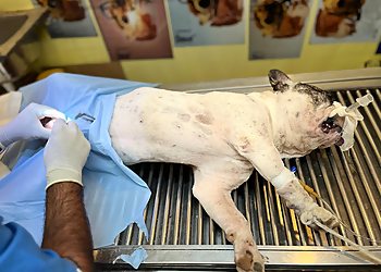 Healthy Paws Veterinary Clinic