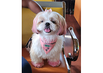 Infinity dog groomings