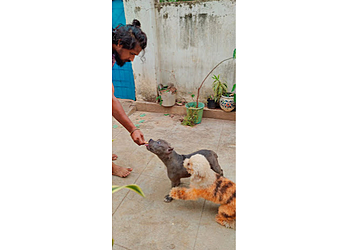  Infinity dog groomings