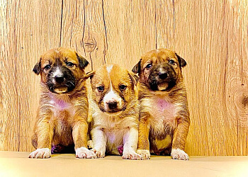 International Dog Bazar