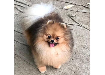 Harish Pathak Pet Shop