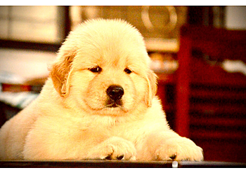 Harish Pathak Pet Shop