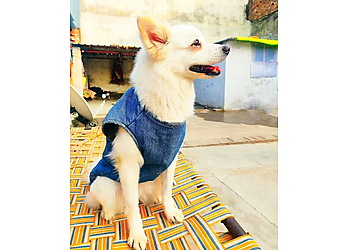 Jimmy Pet Care & Dogs Hostel