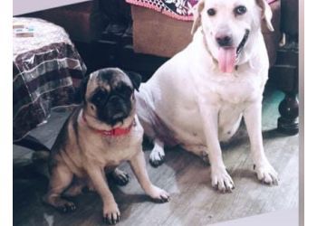 Jojo Pet Shop & Clinic