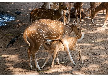 Kamla Nehru Zoological Garden