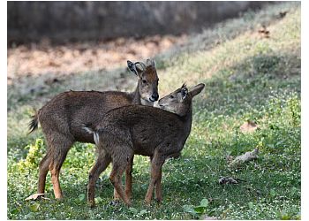 Kanan Pendari Zoological Garden