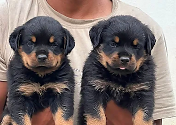 Kanha Pet Shop & Care