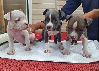 Khajuria Veterinary Clinic