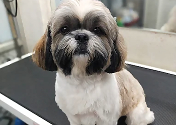 Ki & Ka Pet grooming