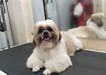 Ki & Ka Pet grooming