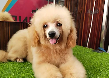 Ki & Ka Pet grooming