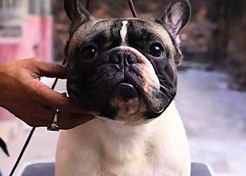 Kolkata Puppy Center