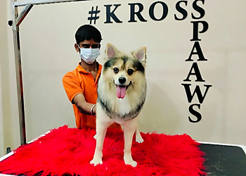 Kross Paaws 