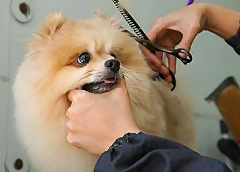 Luci's Pet Grooming Salon