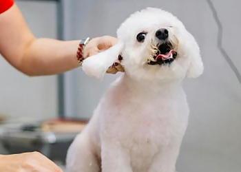 Luci's Pet Grooming Salon