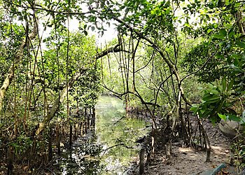 Mangalavanam Bird Sanctuary