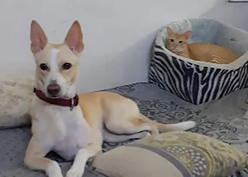 Mitr Homestay Fur All Pets