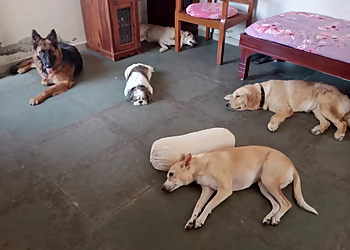 Mitr Homestay Fur All Pets