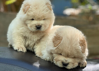 Mumbai Pet Shop & Pet Clinic