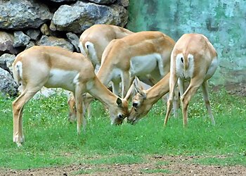 Nandan Van Zoo & Safari