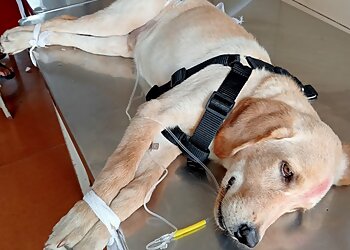 Nandini Veterinary Hospital