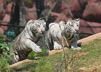 Nehru Zoological Park