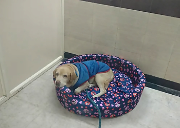 Noida Pet Clinic Superspeciality