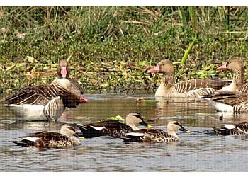 Okhla Bird Sanctuary