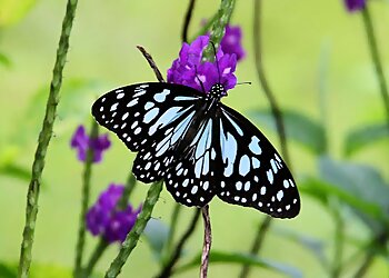 Ovalekar Wadi Butterfly Garden