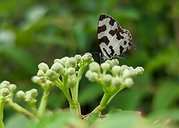 Ovalekar Wadi Butterfly Garden