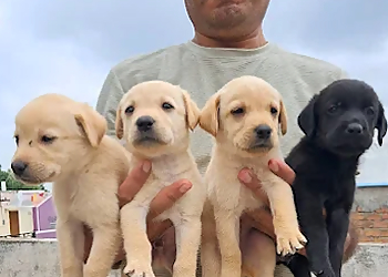 Patel pet shop ujjain