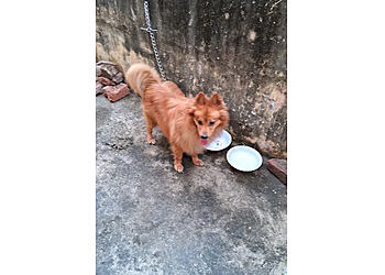 Patna Dog Boarding Center