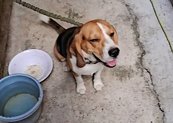 Patna Dog Boarding Center