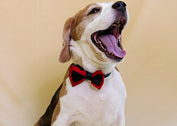 Pawkies Dogs Cuddle Therapy & Boarding