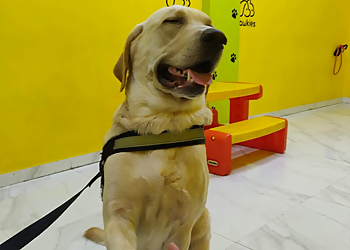 Pawkies Dogs Cuddle Therapy & Boarding