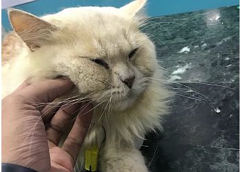 Pet Cure and Care Surgical Centre
