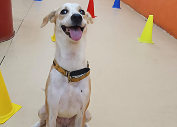 PetFelix Dog Boarding