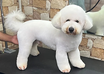 Pet Pamperer Pet Pamperer