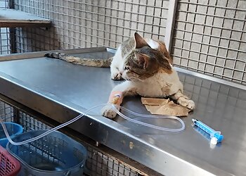 Pet Trust Veterinary Hospital