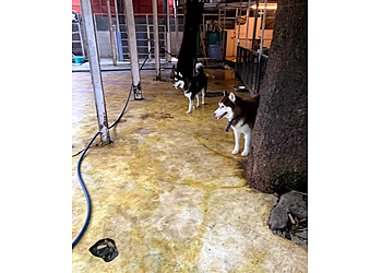 Pets Hangover Daycare and Resort Pets Hangover Daycare and Resort