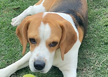 Petstreet Yummers Dog Barkery