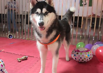 Petstreet Yummers Dog Barkery