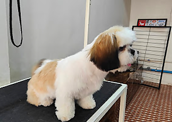 Preety Pets Grooming Salon