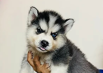 SRI VARMA'S PET HOUSE