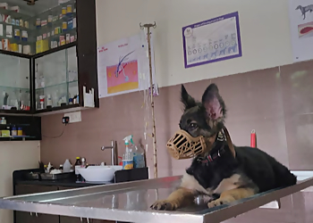 Sarvadnya Pet Care Unit