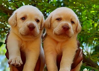 Sathya's Petz Paradise