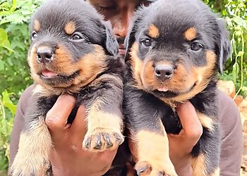 Sathya's Petz Paradise