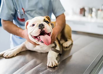 Sharma Pet Care and Hospital