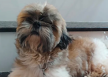 Sharukh Pets Shop Sharukh Pets Shop